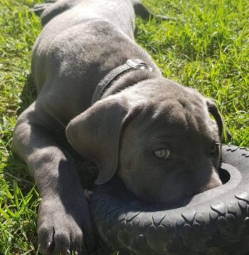 Mastiff Puppies for sale Puppies for sale