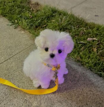 Maltese Puppies