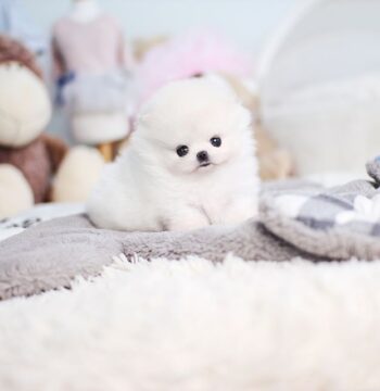 Mini Pomeranian Puppies for sale Puppies for sale