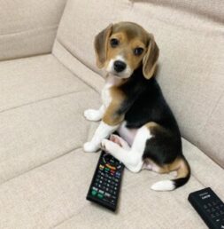 Beagle Puppies for sale Puppies for sale