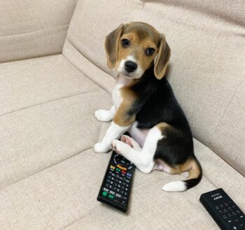 Beagle Puppies for sale Puppies for sale