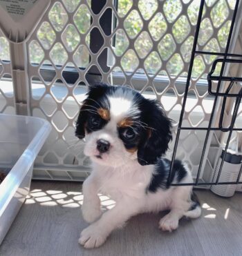 Cavalier King Charles Puppies