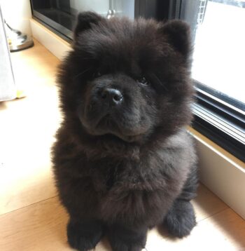 Chow Chow Puppies for sale Puppies for sale