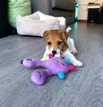 Jack Russell Puppies for sale Puppies for sale