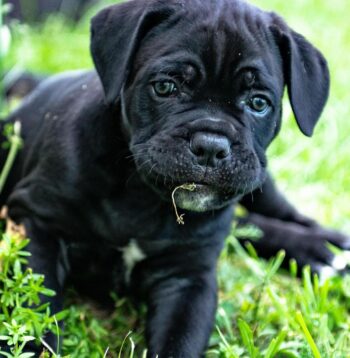 Cane Corso Puppies for sale Puppies for sale