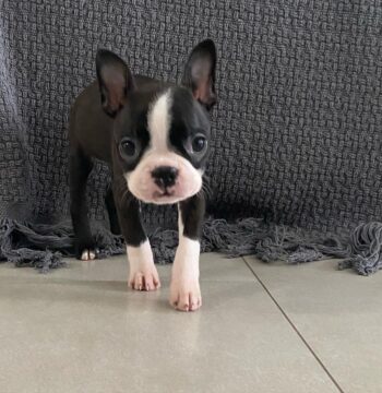 Boston Terrier Puppies for sale Puppies for sale