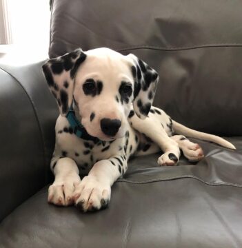 Dalmatian Puppies For Sale