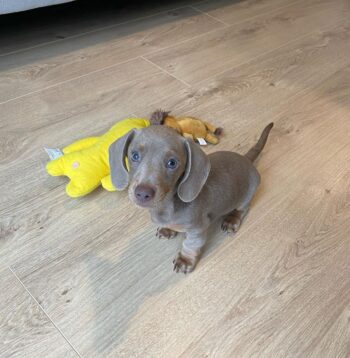 dachshund Puppies for sale Puppies for sale