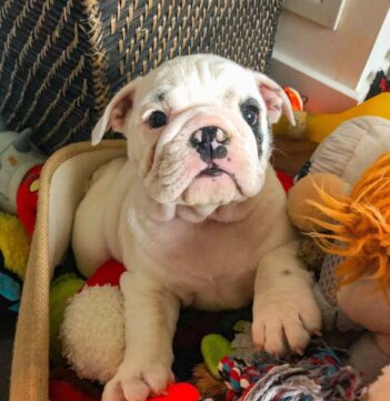 English Bulldog Puppies