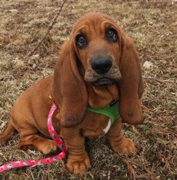 Basset Hound Puppies For Sale