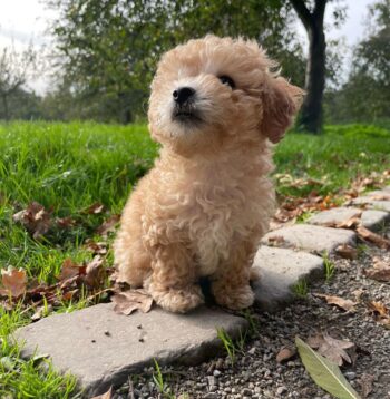 Maltipoo Puppies For Sale