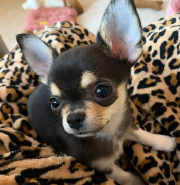 Chihuahua Puppies For Sale