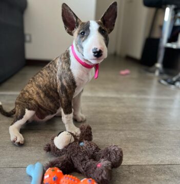 Bull Terrier Puppies for sale Puppies for sale