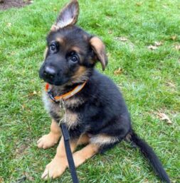 German Shepherd Puppies for sale Puppies for sale