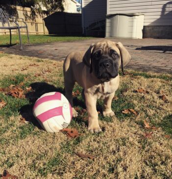 Mastiff Puppies for sale Puppies for sale