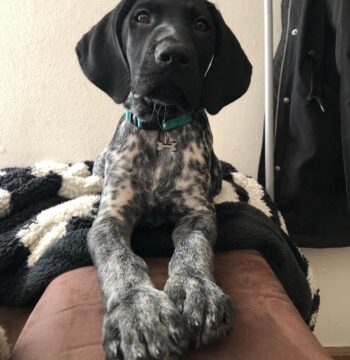 German Shorthaired Pointer