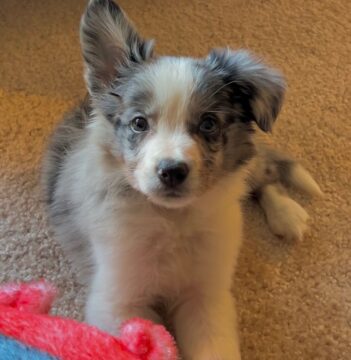 Border Collie Puppies