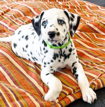 Dalmatian Puppies For Sale