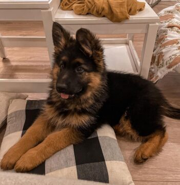 German Shepherd Puppies For Sale