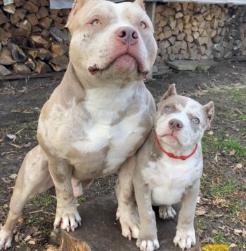 American XL Bully Puppies for sale Puppies for sale