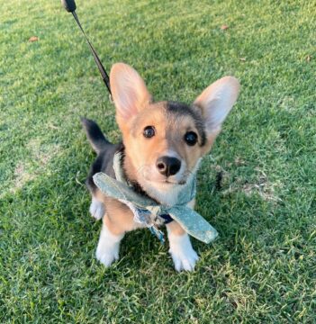 Corgi Puppies for sale Puppies for sale