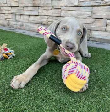 Weimaraner Puppies for sale Puppies for sale