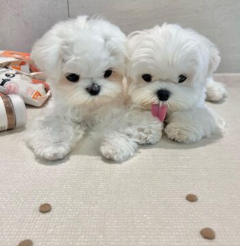 Maltese Puppies For Sale