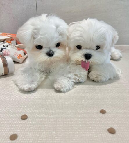 Maltese Puppies For Sale