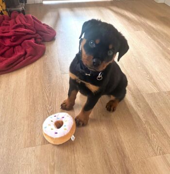 Rottweiler Puppies for sale Puppies for sale