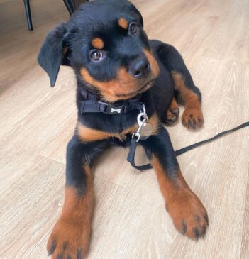 Rottweiler Puppies for sale Puppies for sale