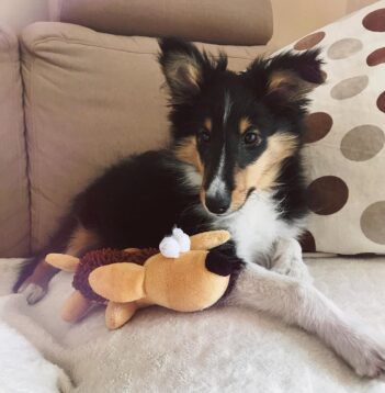 Shetland Sheepdogs for sale