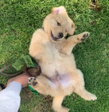 Golden Retriever Puppies For Sale