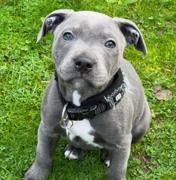 Pitbull Puppies for sale Puppies for sale