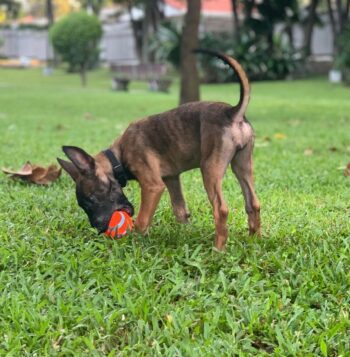 Belgian Malinois Puppies for sale Puppies for sale