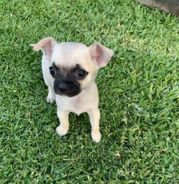 Chihuahua Puppies for sale Puppies for sale