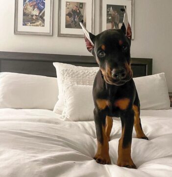 Doberman Pinscher Puppies for sale Puppies for sale