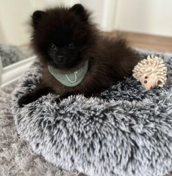 Black Pomeranian Puppies