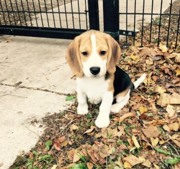 Beagle Puppies For Sale