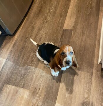 Basset Hound Puppies For Sale