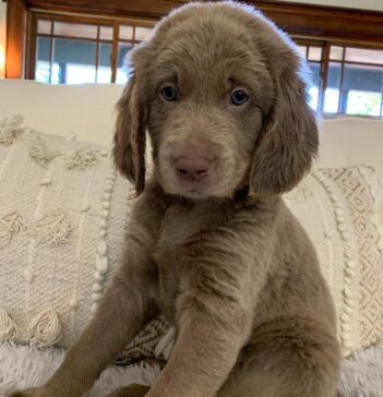 Weimaraner Puppies for sale Puppies for sale