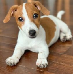 Jack Russell Puppies for sale Puppies for sale