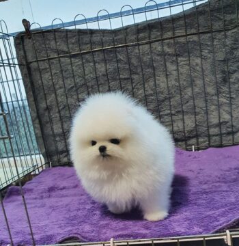 Pomeranian Puppies for sale Puppies for sale