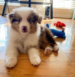 Australian Shepherd Puppies for sale Puppies for sale