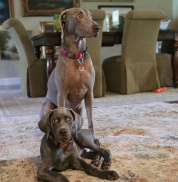 Weimaraner Puppies for sale Puppies for sale