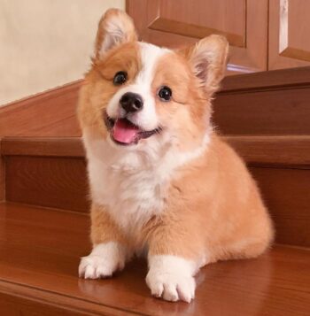 Corgi Puppies for sale Puppies for sale