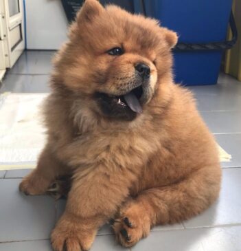 Chow Chow Puppies for sale Puppies for sale