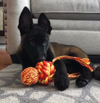 Belgian Malinois Puppies for sale Puppies for sale