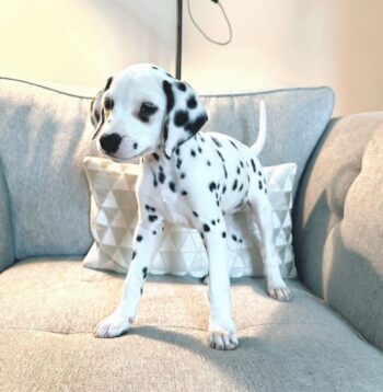 Dalmatian Puppies For Sale