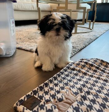 Shih Tzu Puppies for sale Puppies for sale