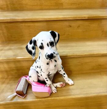 Dalmatian Puppies For Sale